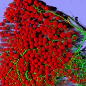 A mouse's fat cells (red) are shown surrounded by a network of blood vessels (green)
