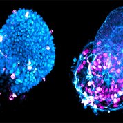 Scientific image featuring two groups of tiny blue bubbles shaped into ovals with small pink globes encroaching on parts of the ovals