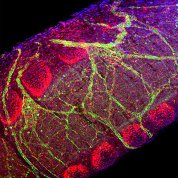 A microscopic image of a mouse's trachea