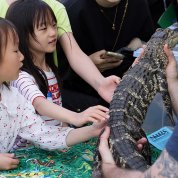 Two kids pet the back of an alligator, whose mouth is taped closed for safety.