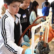 A kid holds blue-gloved hand over a blackened pig lung while another child examines a pink, healthy lung.