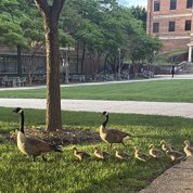 Two adult geese and eight goslings crossing a grassy lawn.