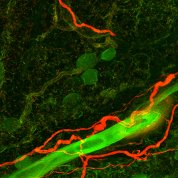 Nerves and vasculature of a rat’s knee