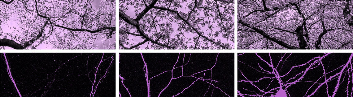 A web of purple neurons on a black background below images of blossoming cherry tree branches against a lavender sky