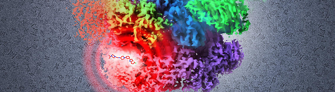 Illustration of the structure of p97, a target for cancer therapy. Structure is a composite of multiple states derived by cryo-EM analysis. 