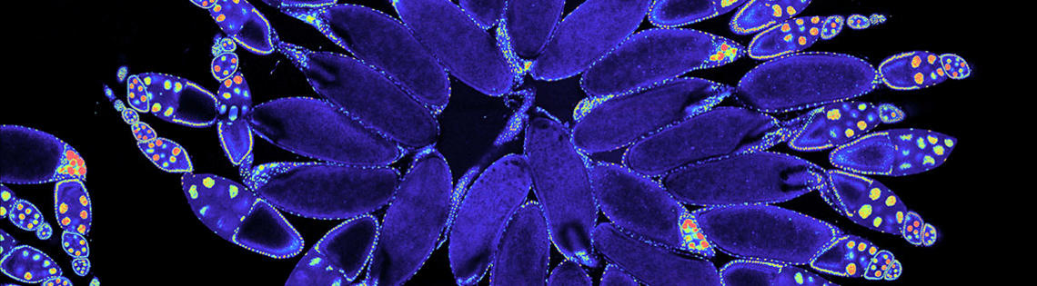 Scientific image blue violet flower-like substance with "petals"