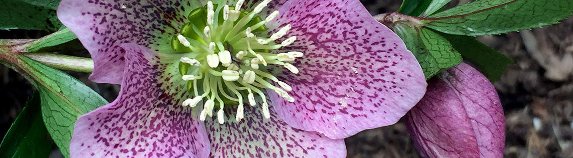 The large, lavender petals of the Hellebores flower found in a courtyard on the NIH campus