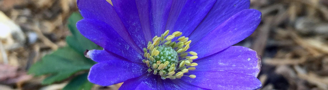 Closeup of an anemone