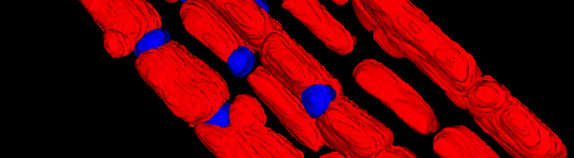 Mitochondria look like red rods with fat droplets that are blue under an electron microscope.