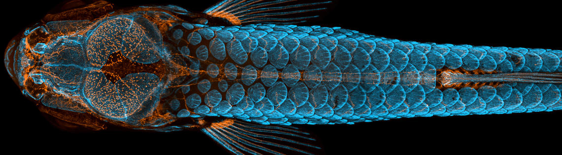 Dorsal view of bones, scales and lymphatic vessels in a juvenile zebrafish