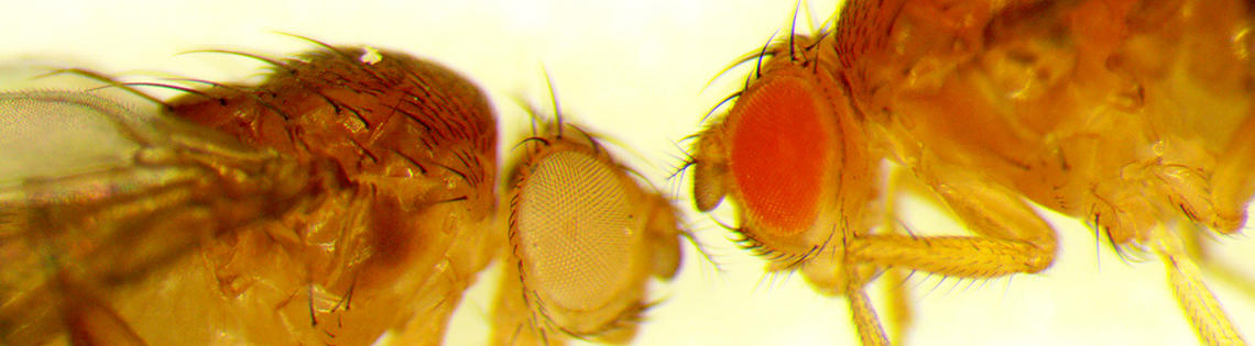 Magnified image of 2 yellow fruit flies, head to head, with front legs bent