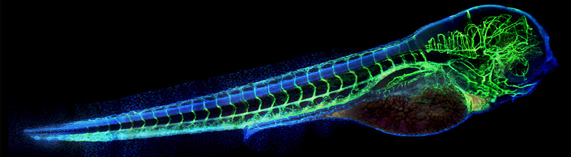 A long, scaly neon blue and green zebrafish against a black background