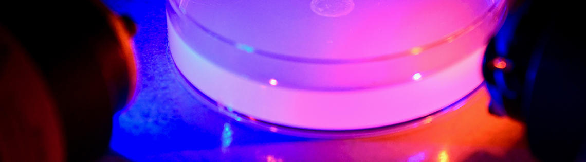 close-up pink-filtered photo of a Petri dish