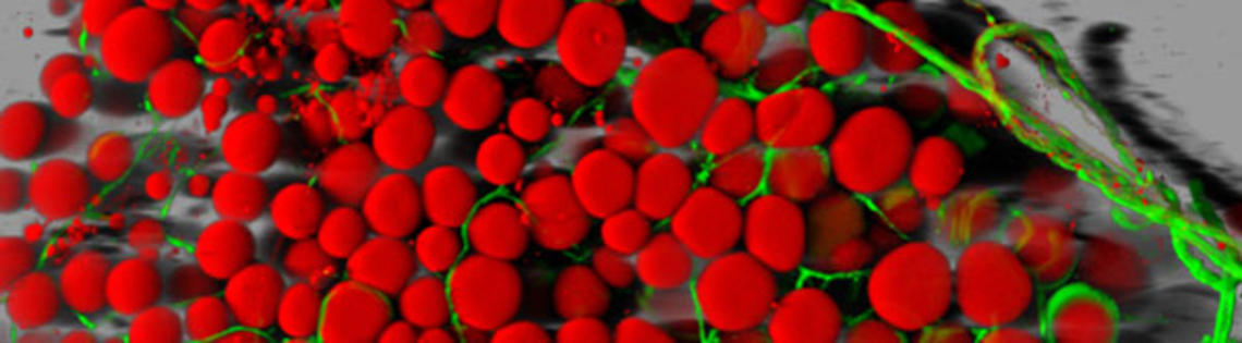 A mouse's fat cells (red) are shown surrounded by a network of blood vessels (green)