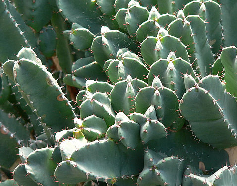 A cactus-like plant may help relieve pain