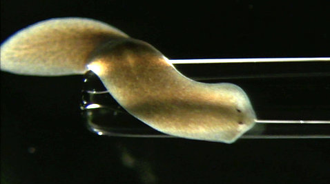 The planarian flatworm looks like a dull, mottled gray, vaguely arrow-shaped 15-millimeter squiggle