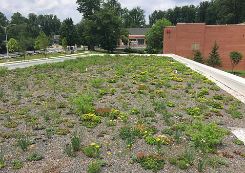 The green roof on the Northwest Child Care Center shows growth.