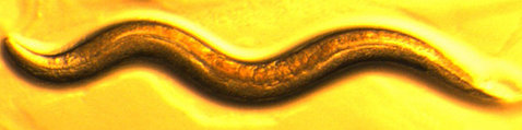 A worm set against a yellow background