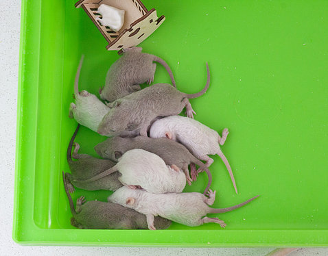 White and grey mice huddle together in a green bin.
