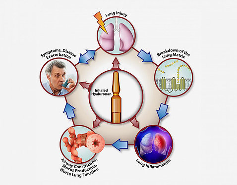 A graphic shows inhaled hyaluronan at the center surrounded by 5 circles, explaining the process of how it improves lung function.
