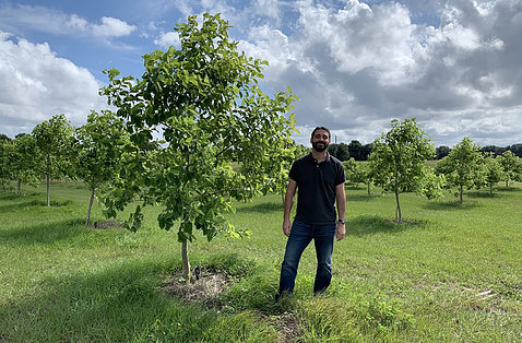 A researcher in Florida stands on the lawn next to a kratom tree, flanked by rows of other kratom trees.