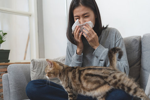 A woman seated on couch sneezes into tissue as cat walks across her lap.