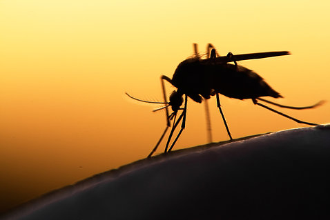 Close-up of a malaria-spreading mosquito at dusk, with dark yellow sky behind.