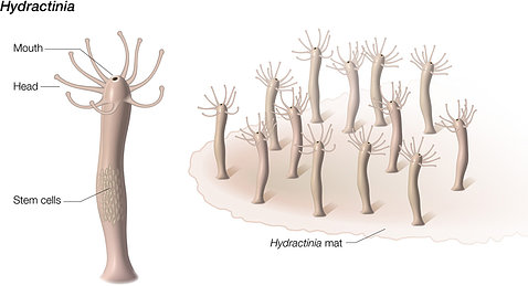 Drawing of tube-shaped Hydractinia symbiolongicarpus.