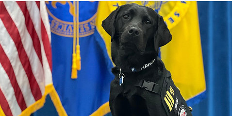 Black dog sits against yellow and blue flag