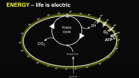 Powerpoint slide depicting the circular flow of the Krebs Cycle. "ENERGY—life is electric" is written in the top left corner.