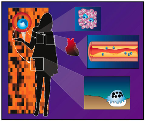 Illustration: In a purple box, a woman stands with arrows pointing between an organ, tissues and proteins