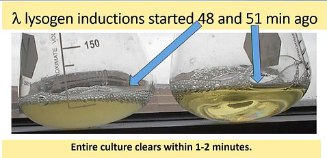 Screenshot of 2 flasks, one with bright liquid, the other duller, showing time till culture clears.