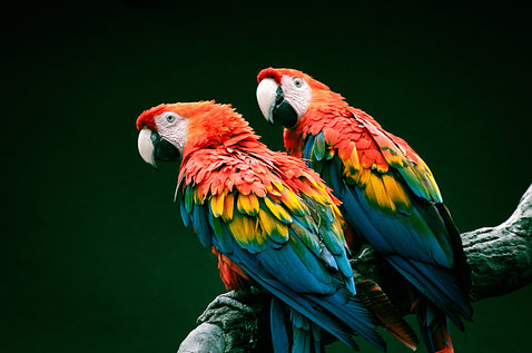 Two colorful parrots sit on a branch