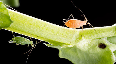 Two aphids on a green plant stem. The one to the right is orange and is upright on the stem, and the one to the left is green and is clinging to the underside of the plant stem.