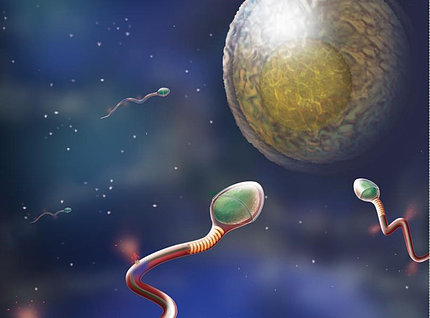 Sperm cells swim toward egg.