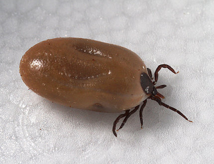 A tick engorged with blood