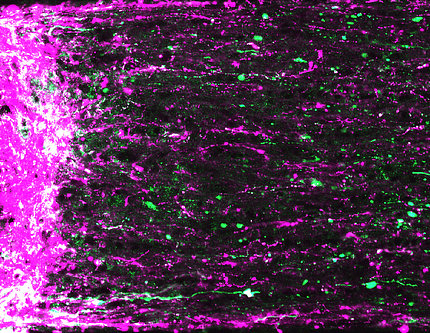 Colorful cells in mouse retina
