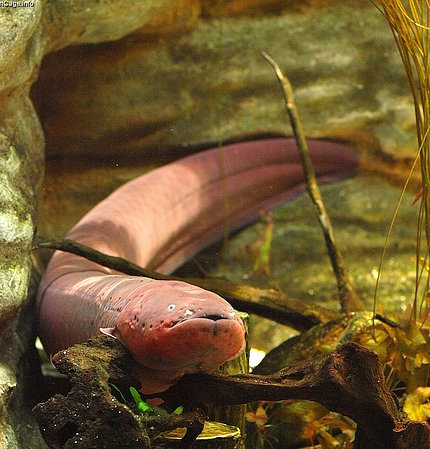 An electric eel slithering outside
