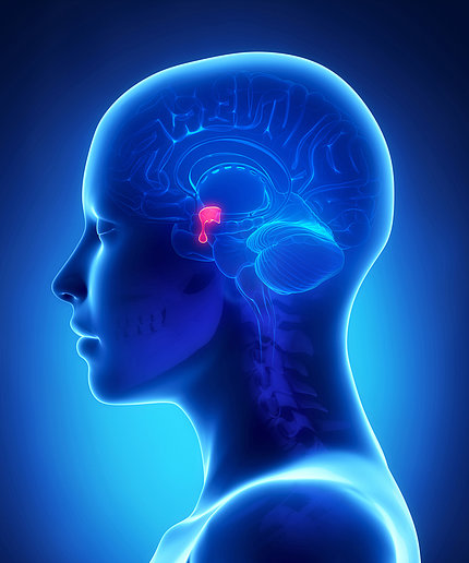 Illustration of head and neck, with pituitary gland highlighted within brain
