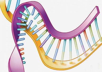 A loop of DNA