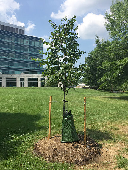 Behind the Natcher Bldg., a young tree is staked, tagged, water-bagged and ready to flourish.