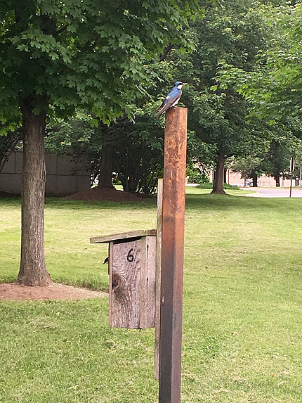 Tree swallow rests on a bluebird box