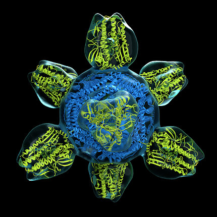 Colorized structure of a prototype for a universal flu vaccine.
