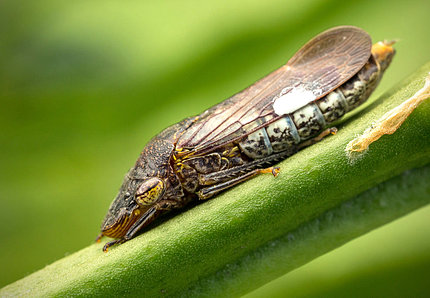 A leafhopper insect on a green plant stem