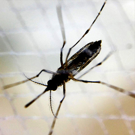 A close up view of a mosquito