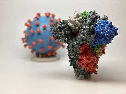 Plastic model of a coronavirus spike protein