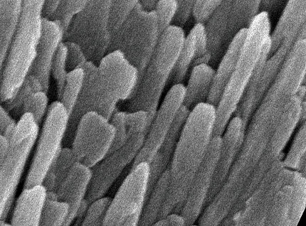 Magnified black & white image of grayish rod-like stalks, viewed from above