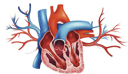 A illustration of a heart