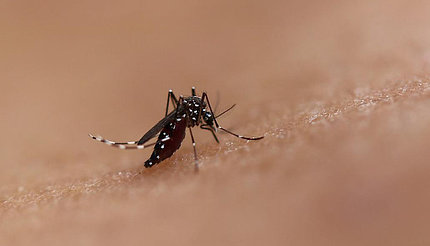 A brown mosquito with white spots sits on human skin.