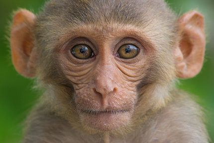 Close-up of a wide-eyed rhesus macaque in front of a green background